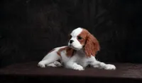 Joseph, a male Cavalier King Charles Spaniel for sale in Orlando, FL – 1 of 1