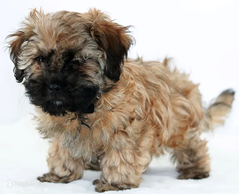 Missy – Russian Tsvetnaya Bolonk puppy for sale in Orlando, FL