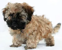 Missy, a female Russian Tsvetnaya Bolonk for sale in Orlando, FL – 1 of 5