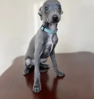 KOBE, a male Italian Greyhound for sale in Orlando, FL – 5 of 5
