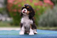 sega, a female Cavalier King Charles Spaniel for sale in Orlando, FL – 2 of 2