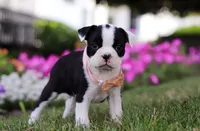 Xena, a female Boston Terrier for sale in Orlando, FL – 2 of 5