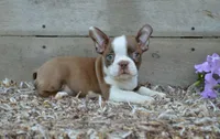 Bingo, a female Boston Terrier for sale in Orlando, FL – 3 of 5