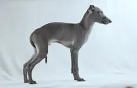 BLUE, a male Italian Greyhound for sale in Orlando, FL – 3 of 3