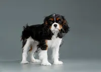 Tess, a female Cavalier King Charles Spaniel for sale in Orlando, FL – 2 of 2