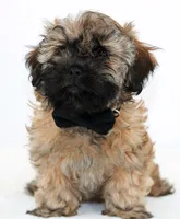Missy, a female Russian Tsvetnaya Bolonk for sale in Orlando, FL – 4 of 5