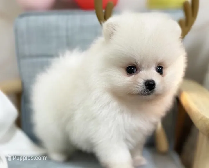Larry – Pomeranian puppy for sale in Orlando, FL