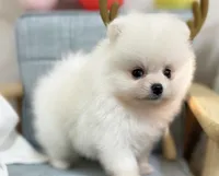 Larry, a male Pomeranian for sale in Orlando, FL – 1 of 4