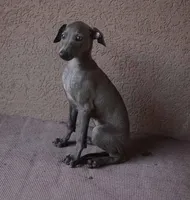 PARIS, a female Italian Greyhound for sale in Orlando, FL – 3 of 4