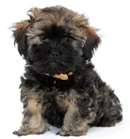 Kipper, a male Russian Tsvetnaya Bolonk for sale in Orlando, FL – 3 of 5
