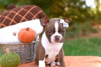 Mabel, a female Boston Terrier for sale in Orlando, FL – 2 of 3