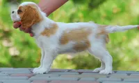 Gus, a male Cavalier King Charles Spaniel for sale in Orlando, FL – 2 of 2