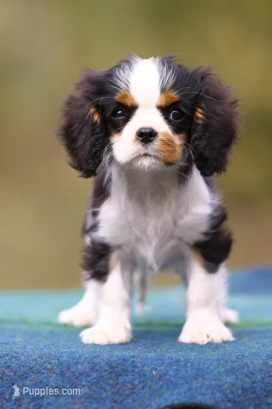 sega – Cavalier King Charles Spaniel puppy for sale in Orlando, FL