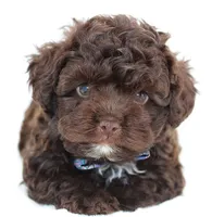Ziggy, a male Russian Tsvetnaya Bolonk for sale in Orlando, FL – 3 of 7