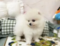 Luna, a male Pomeranian for sale in Orlando, FL – 4 of 5