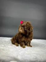 Morgan, a female Russian Tsvetnaya Bolonk for sale in Orlando, FL – 3 of 4
