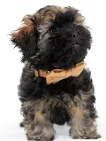 Kipper, a male Russian Tsvetnaya Bolonk for sale in Orlando, FL – 5 of 5