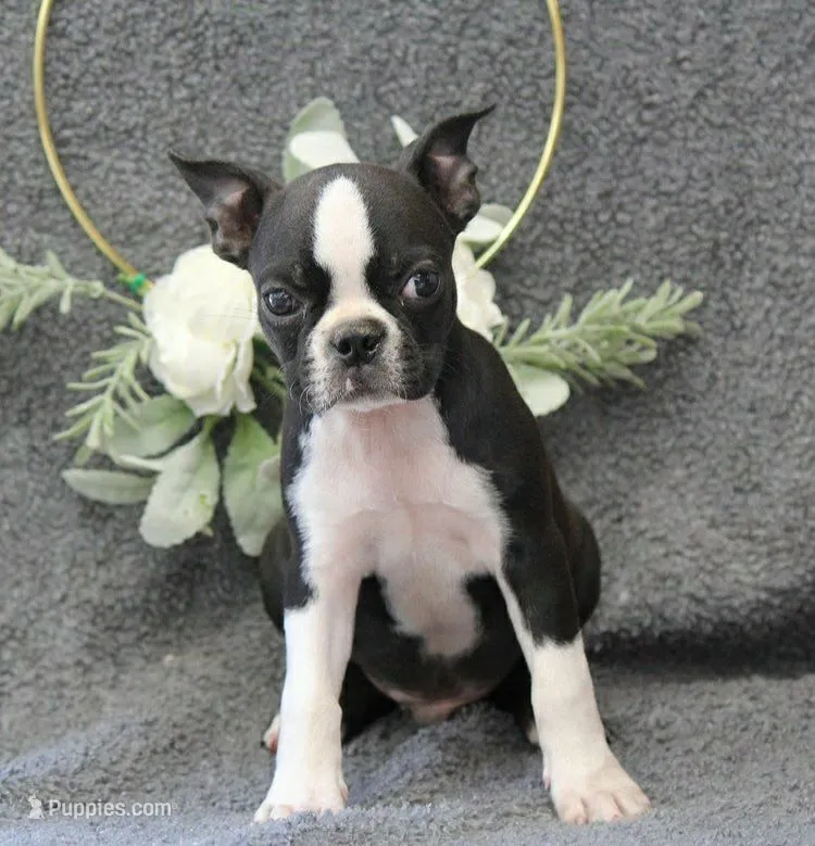 Rocky – Boston Terrier puppy for sale in Orlando, FL