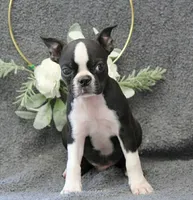 Rocky, a female Boston Terrier for sale in Orlando, FL – 1 of 4