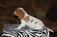 Otis, a male Cavalier King Charles Spaniel for sale in Orlando, FL – 2 of 2