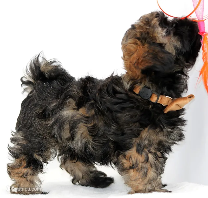 Kipper – Russian Tsvetnaya Bolonk puppy for sale in Orlando, FL
