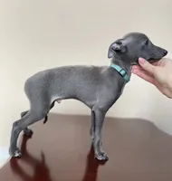 KOBE, a male Italian Greyhound for sale in Orlando, FL – 2 of 5
