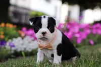 Xena, a female Boston Terrier for sale in Orlando, FL – 3 of 5