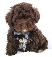 Ziggy, a male Russian Tsvetnaya Bolonk for sale in Orlando, FL – 5 of 7