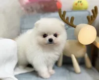 Larry, a male Pomeranian for sale in Orlando, FL – 2 of 4