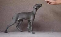 PARIS, a female Italian Greyhound for sale in Orlando, FL – 4 of 4