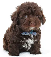 Ziggy, a male Russian Tsvetnaya Bolonk for sale in Orlando, FL – 1 of 7