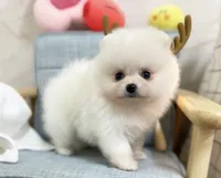 Larry, a male Pomeranian for sale in Orlando, FL – 3 of 4