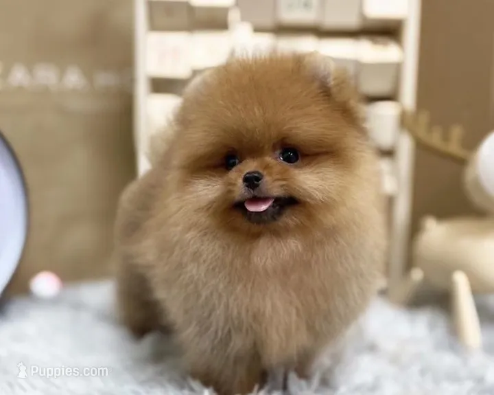 Joy – Pomeranian puppy for sale in Orlando, FL