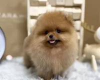 Joy, a male Pomeranian for sale in Orlando, FL – 1 of 4