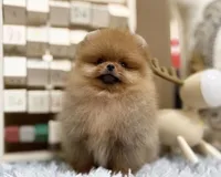 Joy, a male Pomeranian for sale in Orlando, FL – 4 of 4