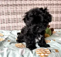 Goose, a male Russian Tsvetnaya Bolonk for sale in Orlando, FL – 4 of 4