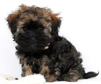 Kipper, a male Russian Tsvetnaya Bolonk for sale in Orlando, FL – 2 of 5