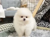 Carter, a male Pomeranian for sale in Orlando, FL – 3 of 4