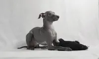 BLUE, a male Italian Greyhound for sale in Orlando, FL – 2 of 3