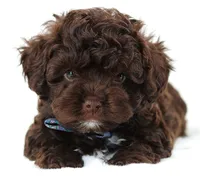 Ziggy, a male Russian Tsvetnaya Bolonk for sale in Orlando, FL – 6 of 7