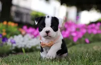 Xena, a female Boston Terrier for sale in Orlando, FL – 4 of 5