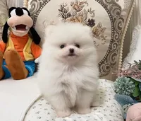 Grace, a male Pomeranian for sale in Orlando, FL – 4 of 5