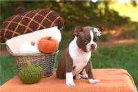 Mabel, a female Boston Terrier for sale in Orlando, FL – 1 of 3