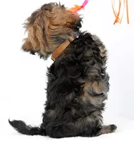 Kipper, a male Russian Tsvetnaya Bolonk for sale in Orlando, FL – 4 of 5