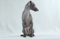BLUE, a male Italian Greyhound for sale in Orlando, FL – 1 of 3