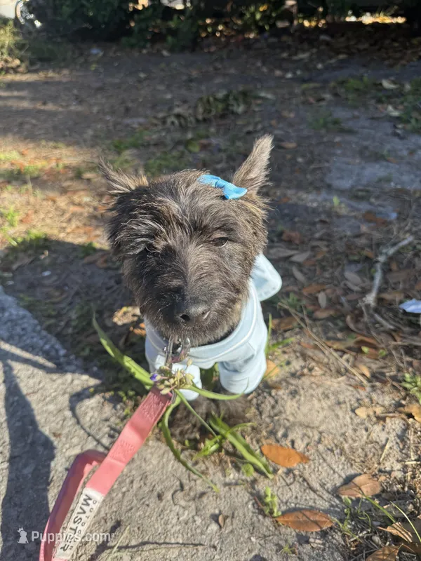 Lola  – Cairn Terrier puppy for sale in Gainesville, FL