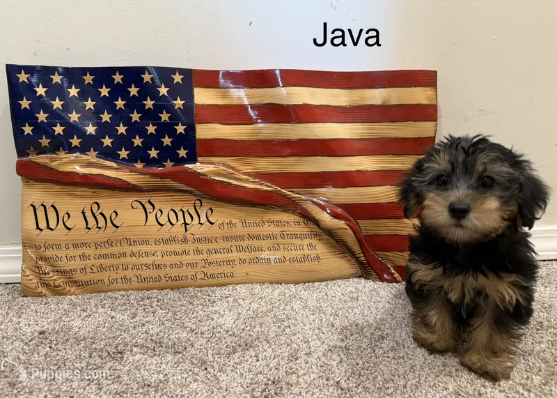 Java – Yorkipoo puppy for sale in Tulsa, OK