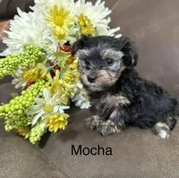 Mocha, a female Yorkipoo for sale in Tulsa, OK – 3 of 3