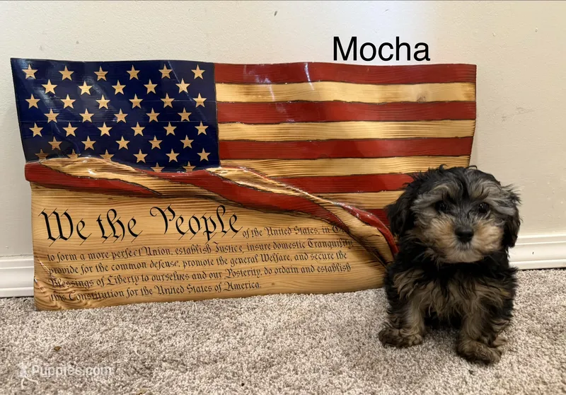 Mocha – Yorkipoo puppy for sale in Tulsa, OK