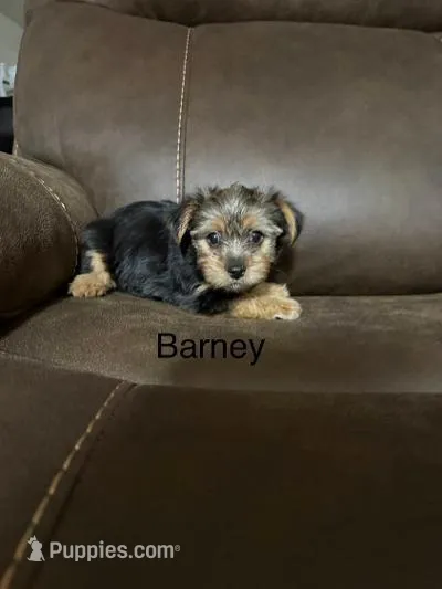Barney – Yorkshire Terrier puppy for sale in Tulsa, OK
